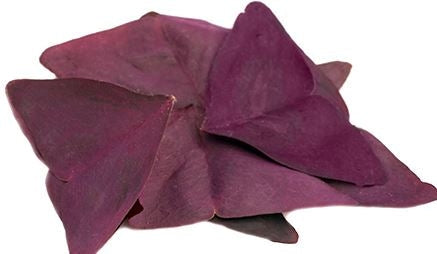 Sorrel Butterfly Purple™
